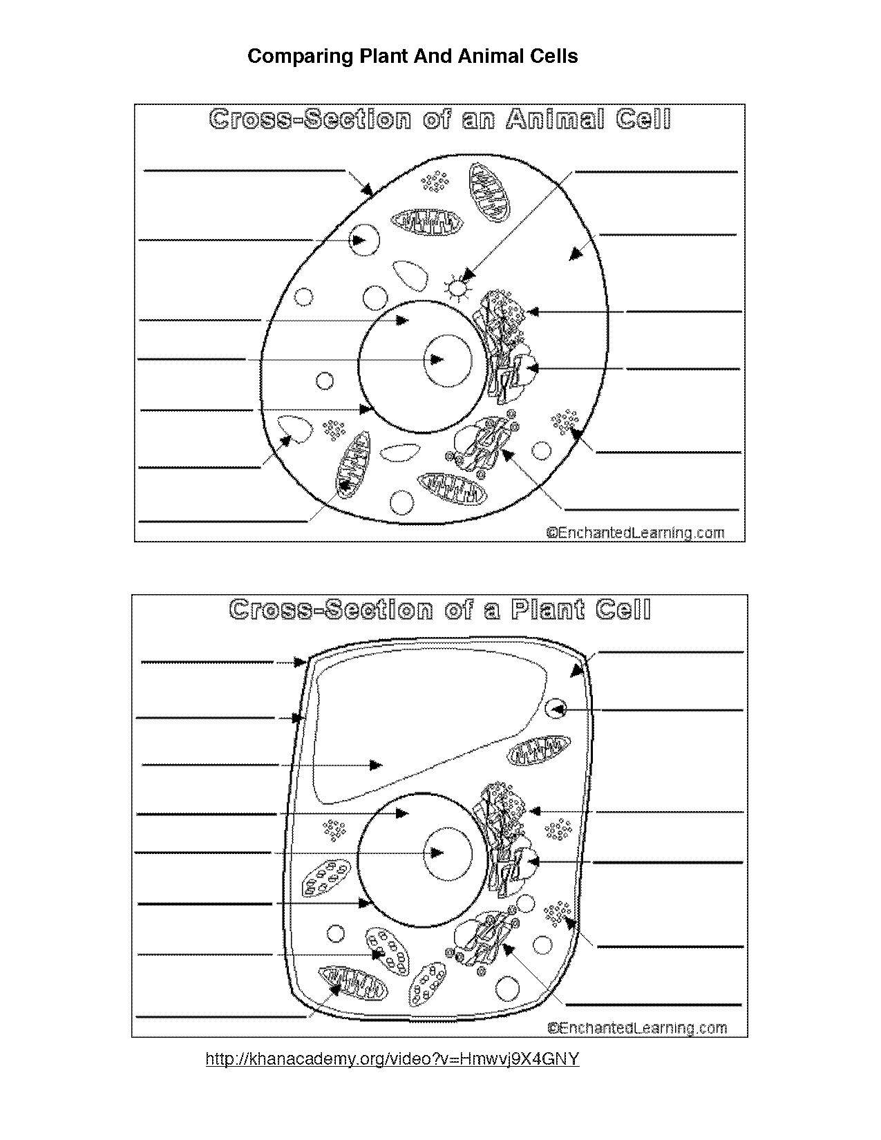 printable animal cell worksheet