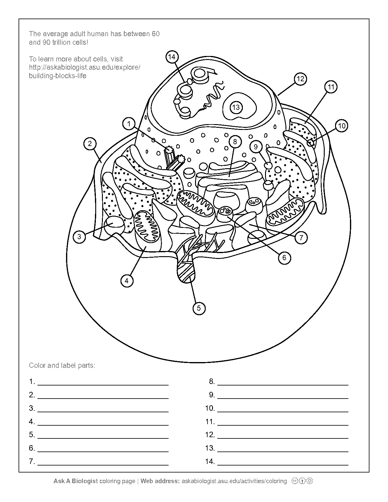 animal cell colouring worksheet