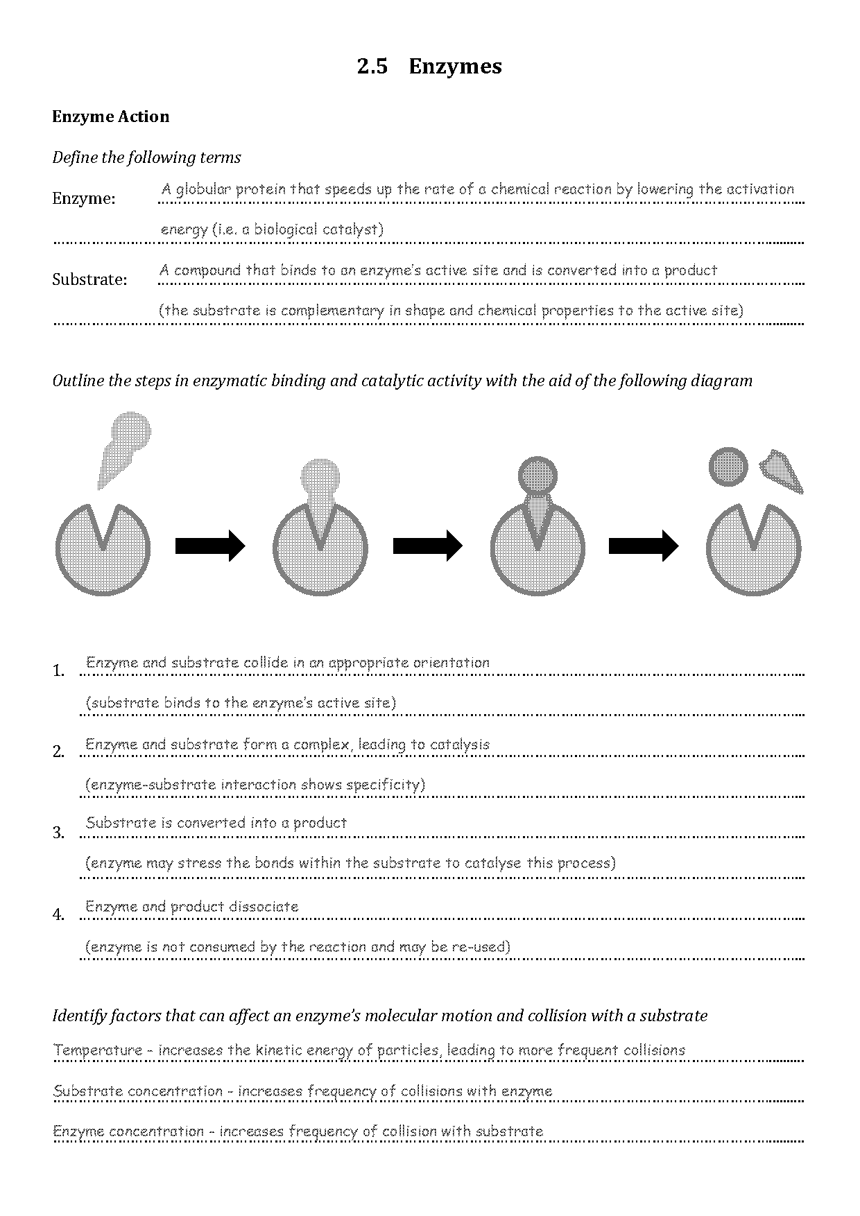 enzyme activity worksheet answers