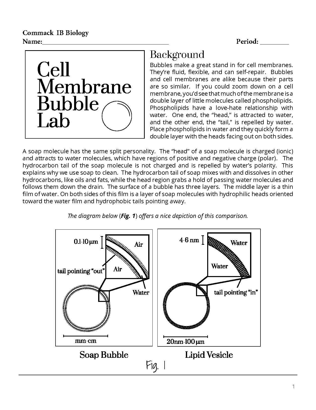 high school cell membrane worksheet