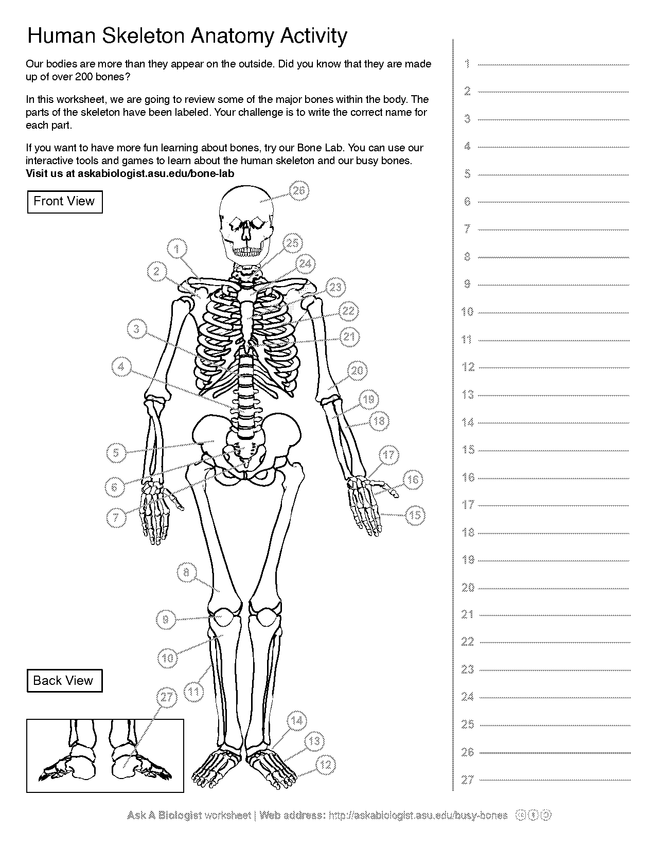 anatomy of a long bone coloring worksheet answers