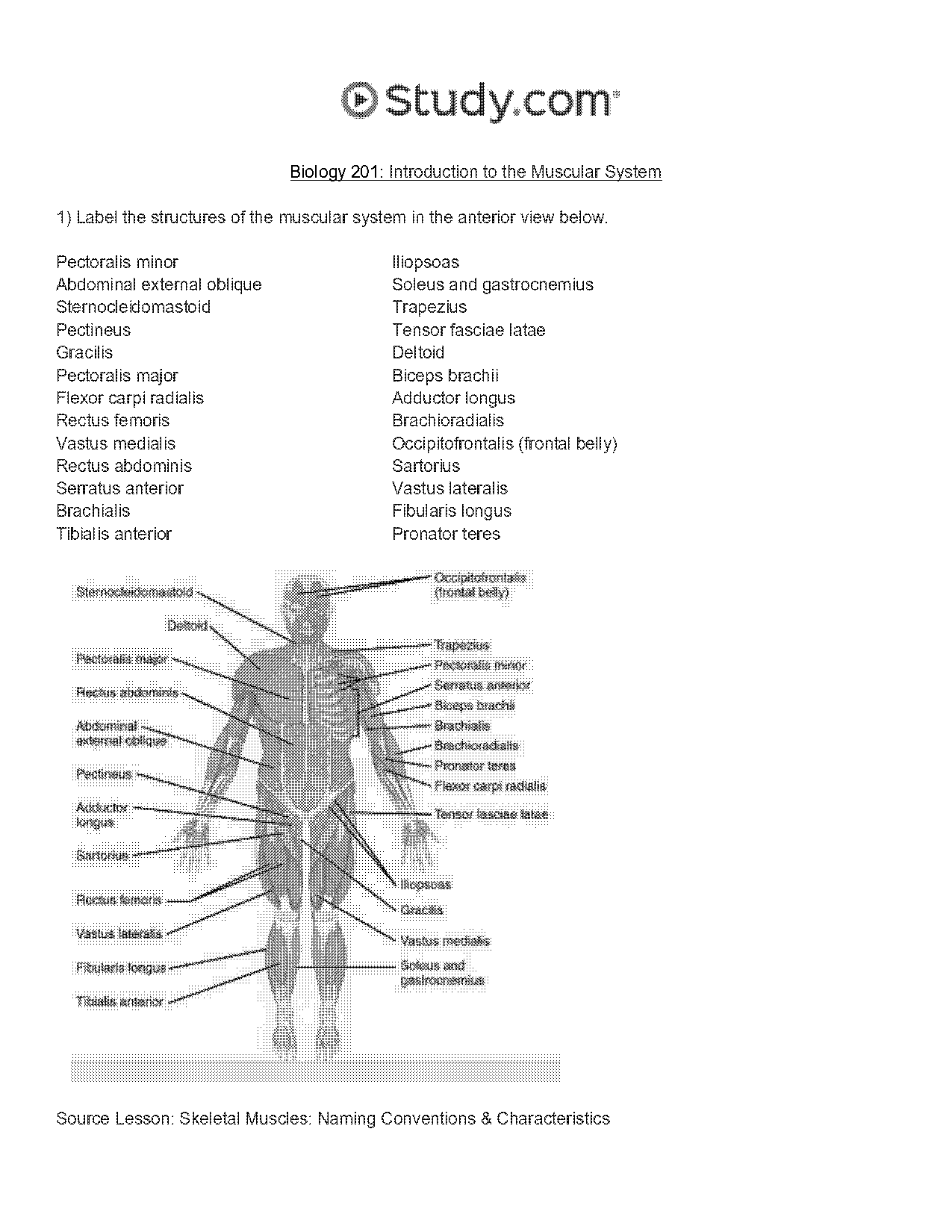 pectoral girdle and upper limb worksheet answers