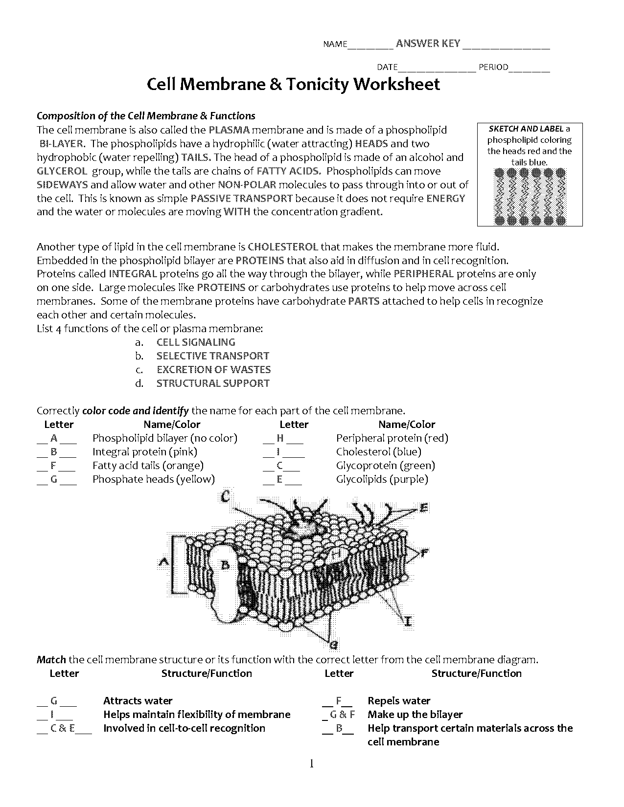 label plant cell worksheet