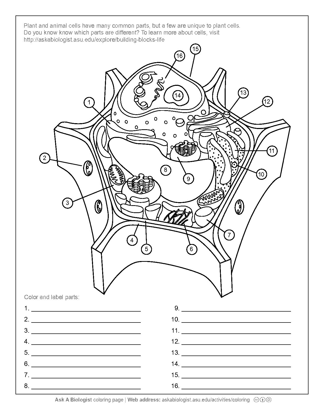 label plant cell worksheet